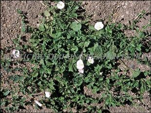 BINDWEED