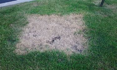 Image of blight on a lawn.