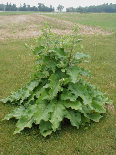 COMMON BURDOCK