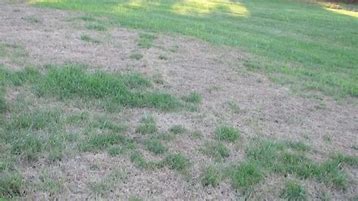 Photo of extreme blight on a lawn