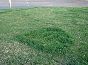 Fairy Ring Photo