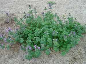 Henbit