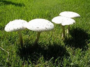 Close Up of Mushrooms