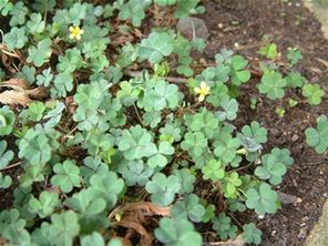 OXALIS (REG)