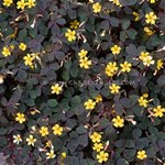 OXALIS