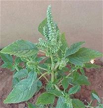 Pigweed