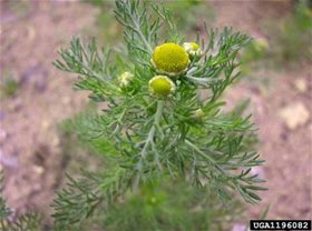 Pineapple Weed