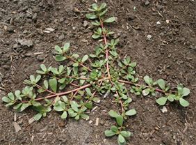 Purslane