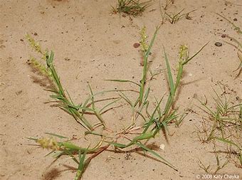 Sandbur