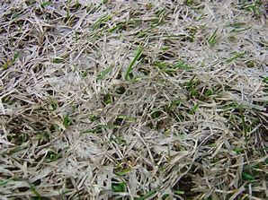 Snow Mold