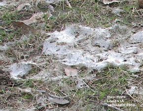 Snow Mold on a lawn